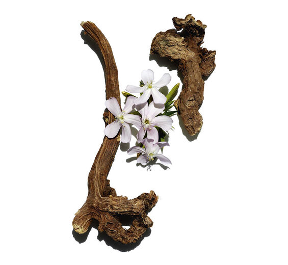 Saponaire-Organic soapwort extract-Saponaria officinalis leaf extract